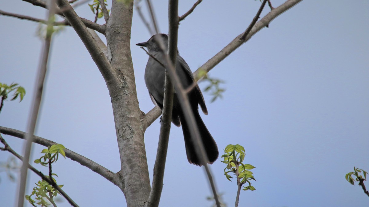 Pájaro Gato Gris - ML618282648