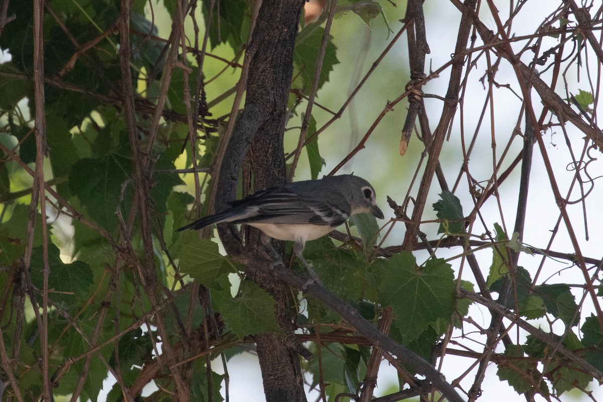 Braunaugenvireo - ML618282652