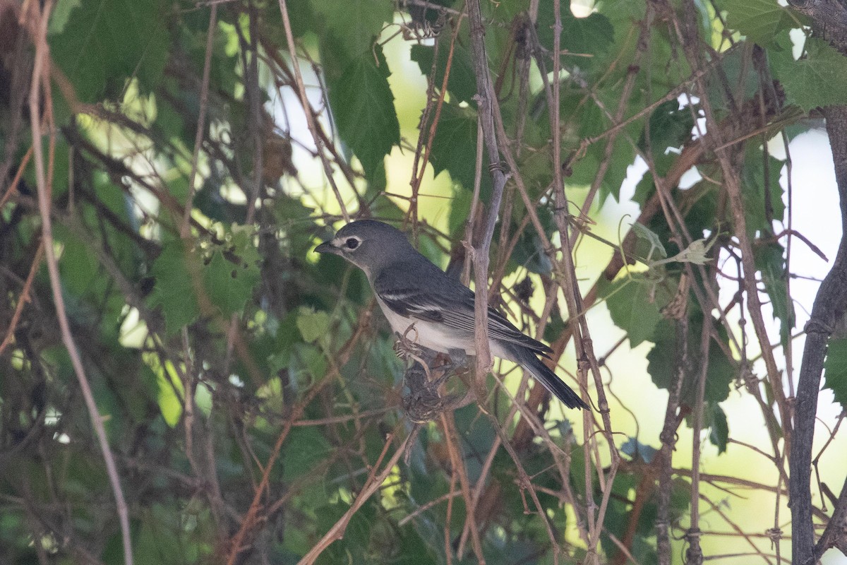 krattvireo - ML618282653