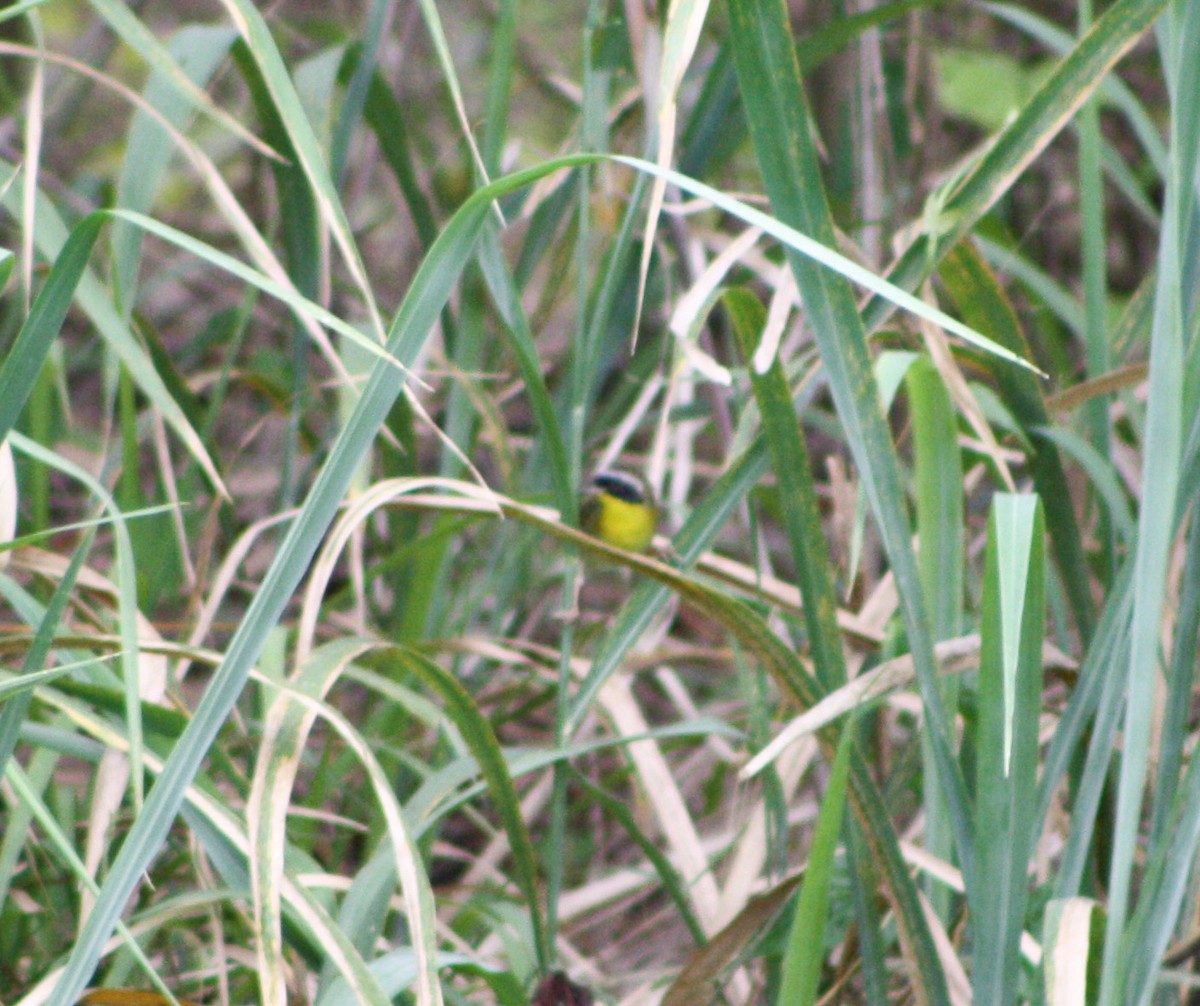 Common Yellowthroat - Serguei Alexander López Perez