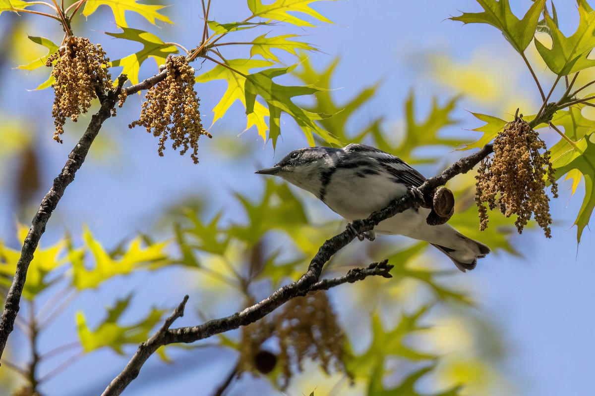 Cerulean Warbler - Joshua Malbin