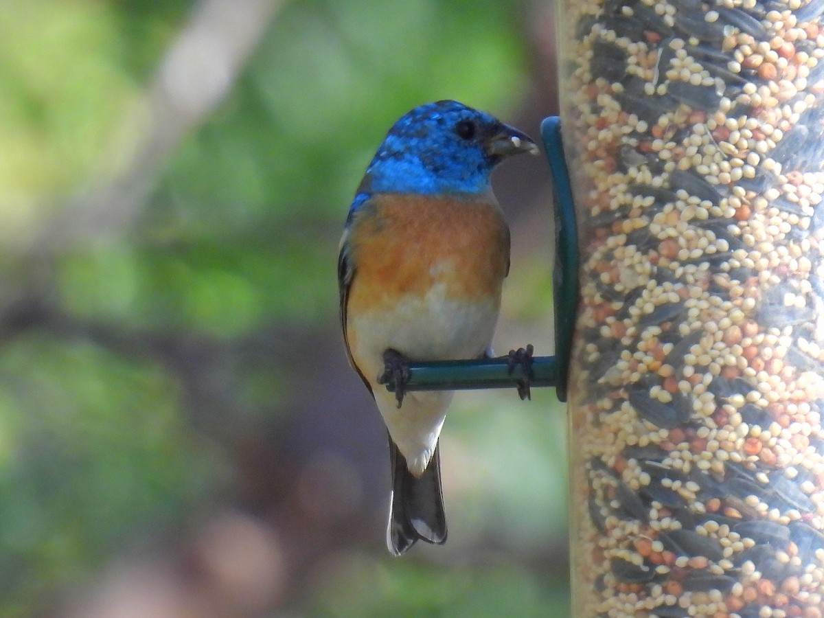 Lazuli Bunting - Joan K