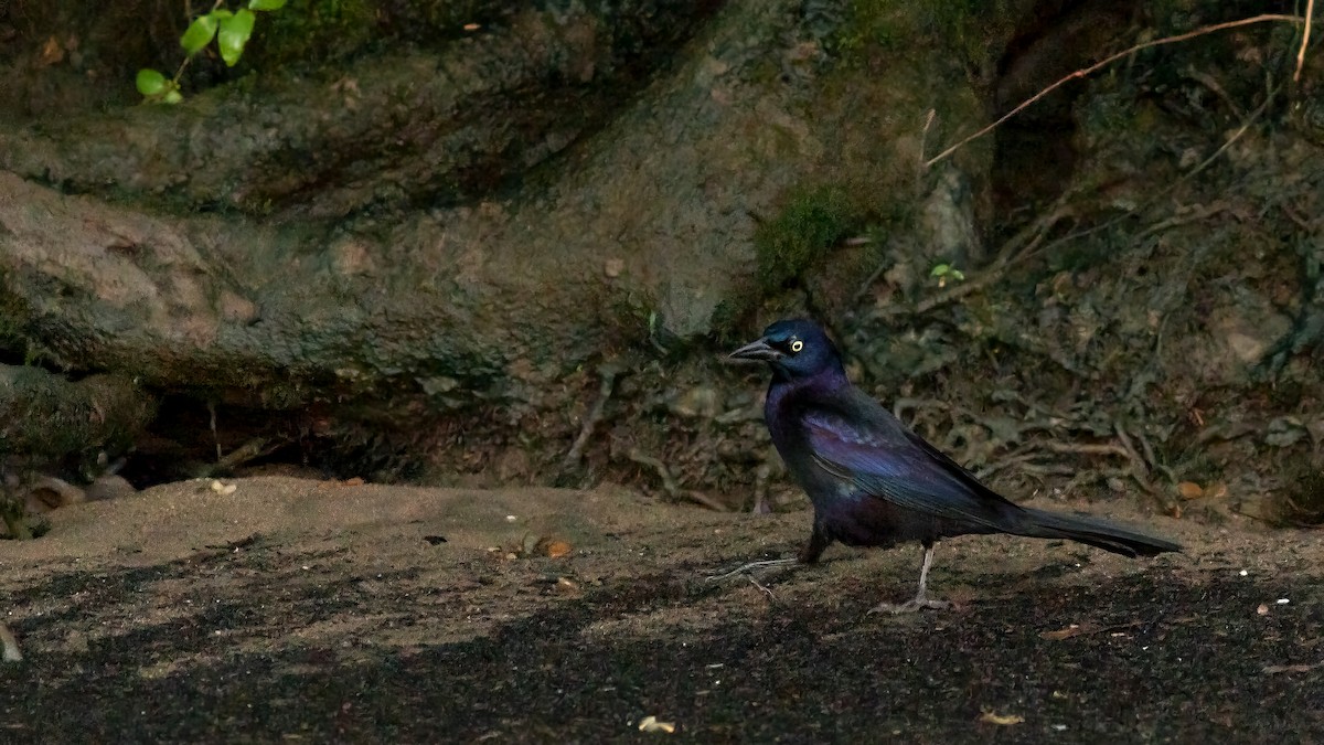 Common Grackle - Todd Kiraly