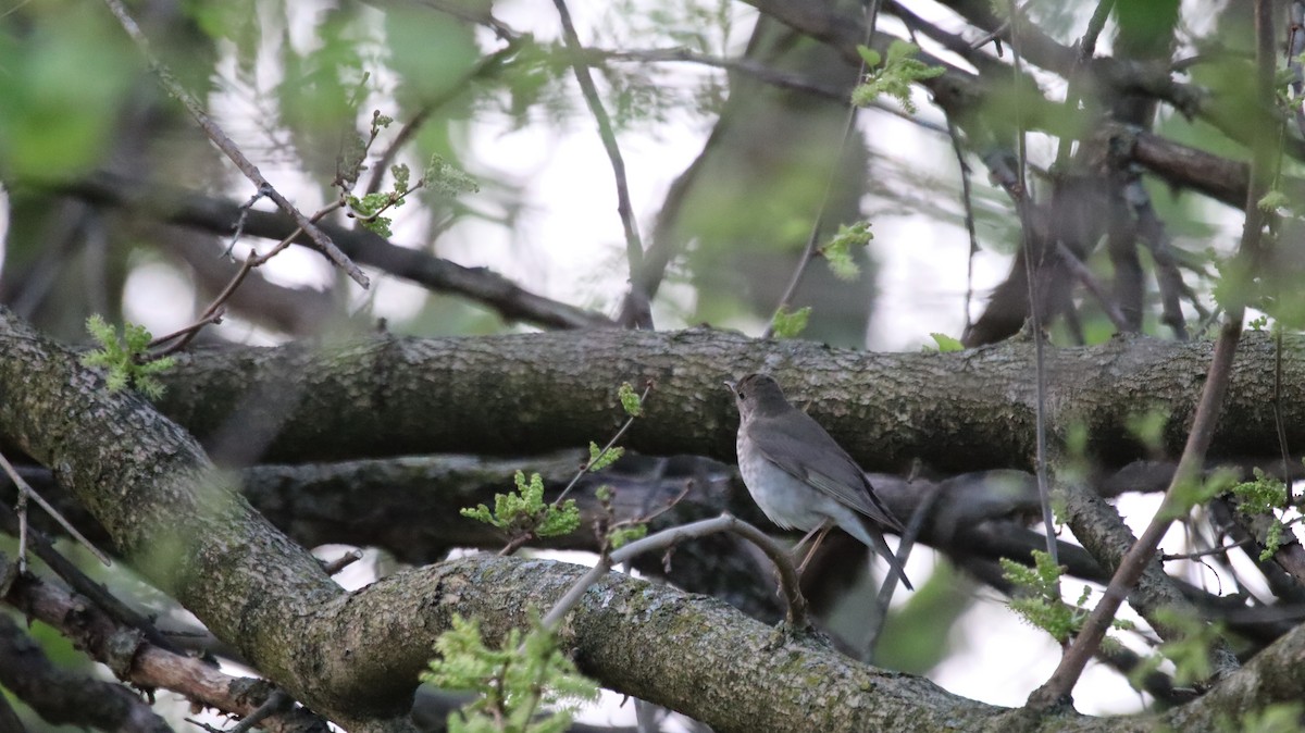 Gray-cheeked Thrush - ML618282721