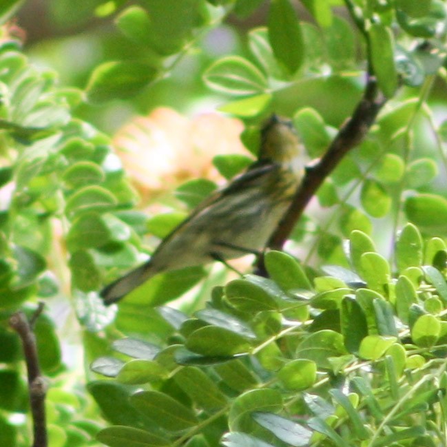 Cape May Warbler - Serguei Alexander López Perez