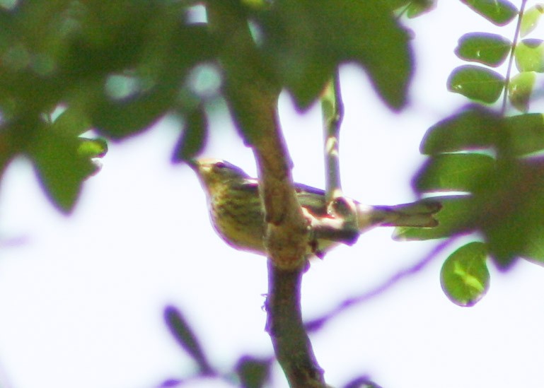 Cape May Warbler - Serguei Alexander López Perez