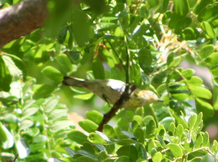 Cape May Warbler - Serguei Alexander López Perez