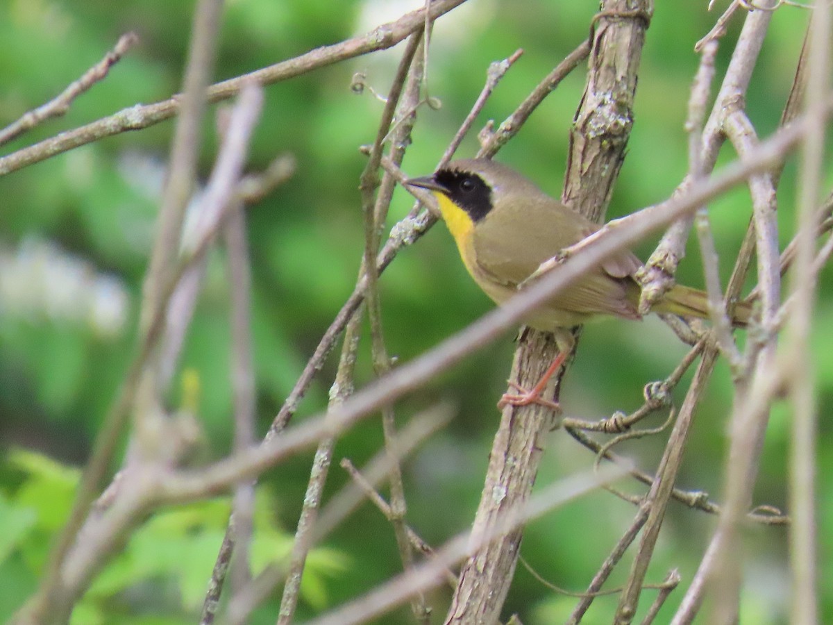 Common Yellowthroat - Carl Huffman