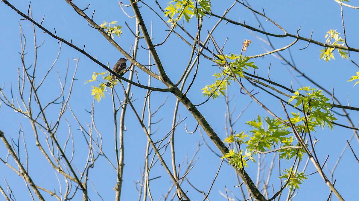 Eastern Phoebe - Todd Kiraly