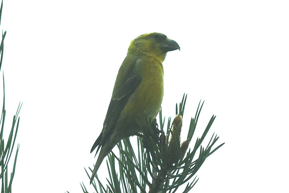 Red Crossbill - Blair Whyte