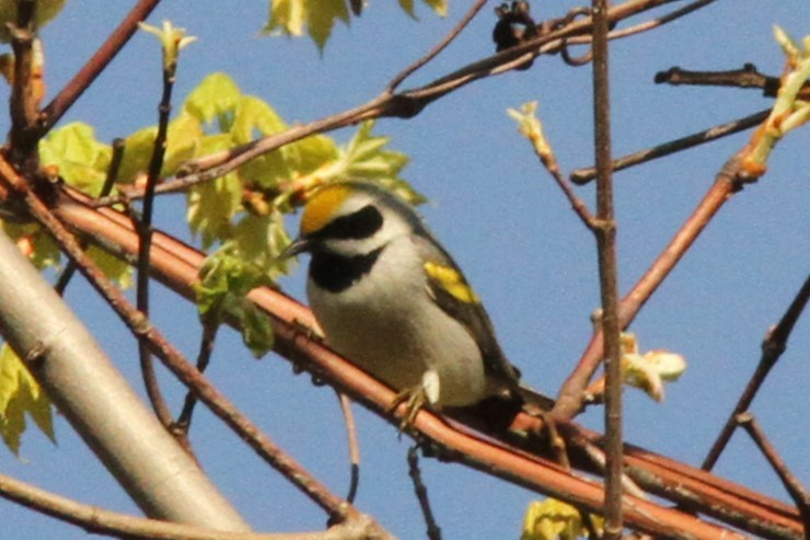 Golden-winged Warbler - Josh Duis