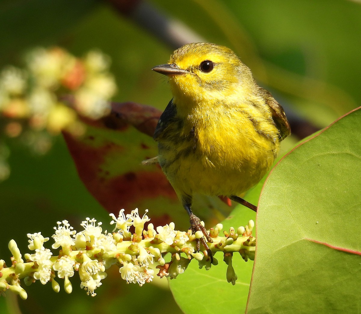 Prairie Warbler - Bill Pelletier