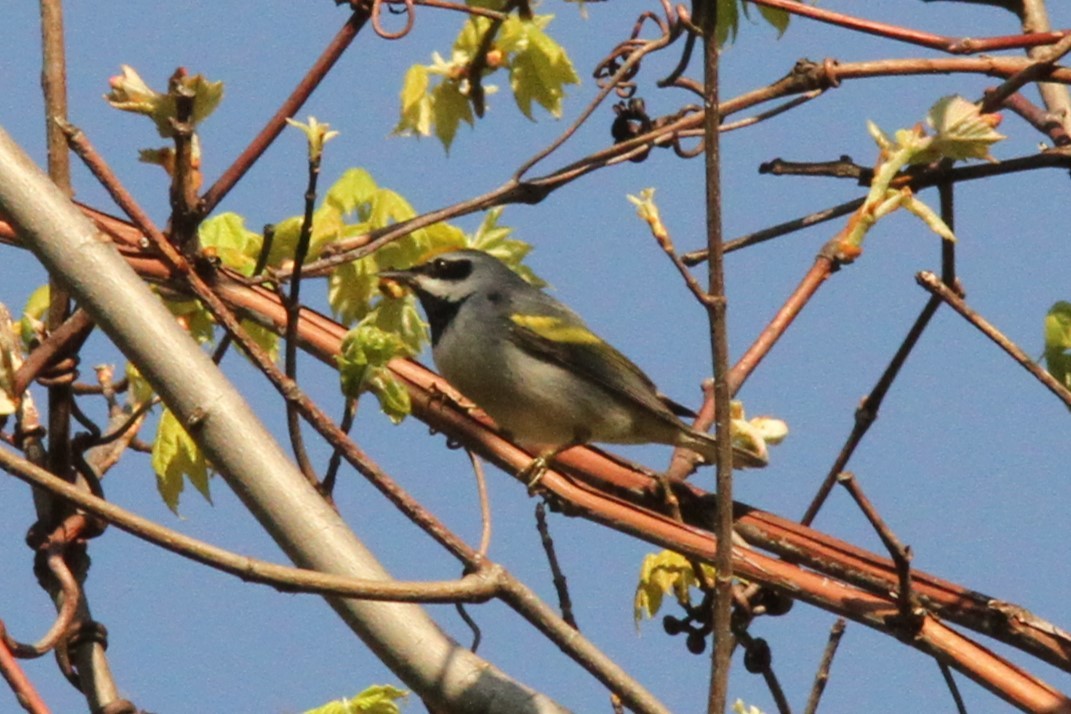 Golden-winged Warbler - Josh Duis