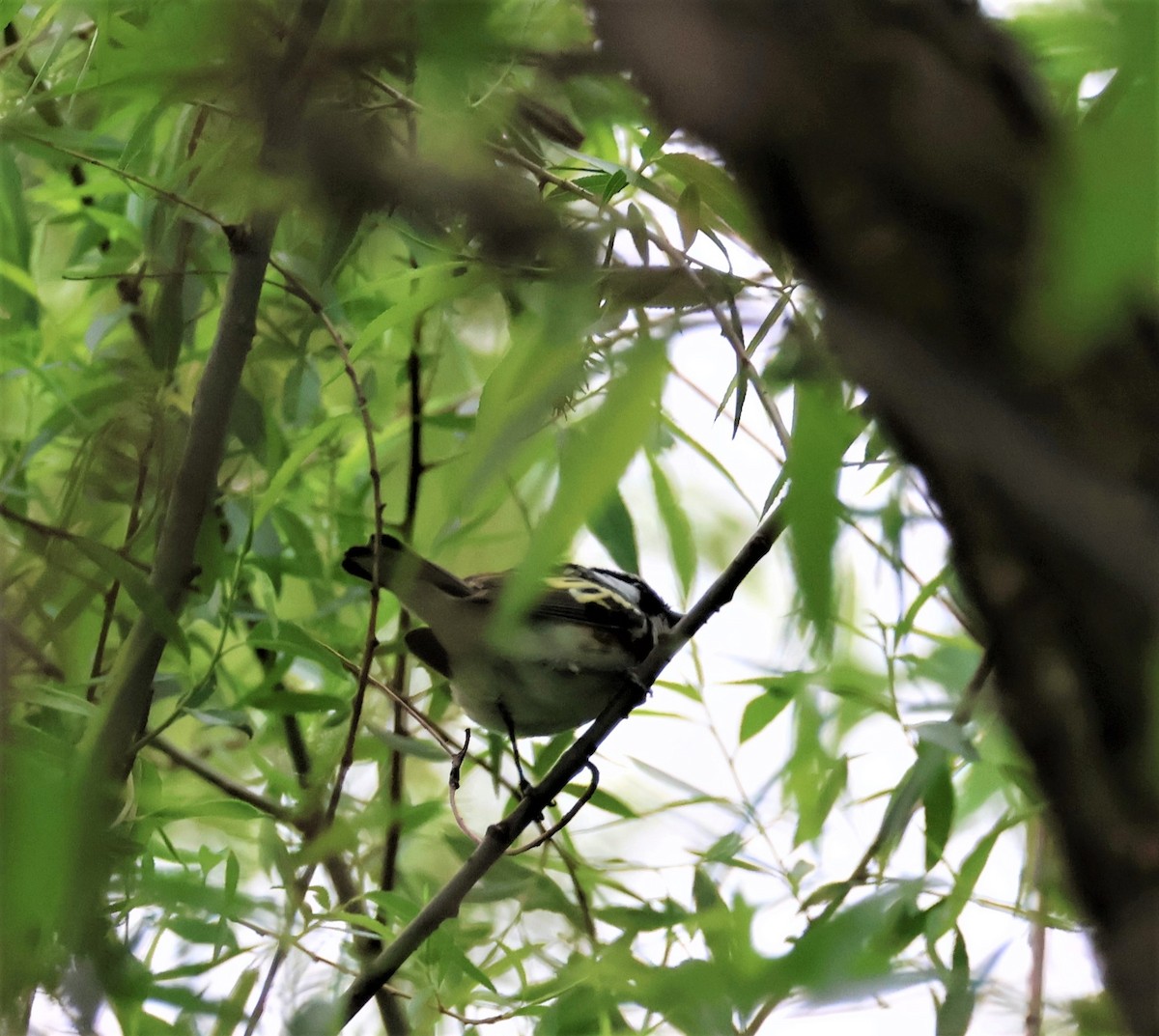 Chestnut-sided Warbler - Stacia Novy