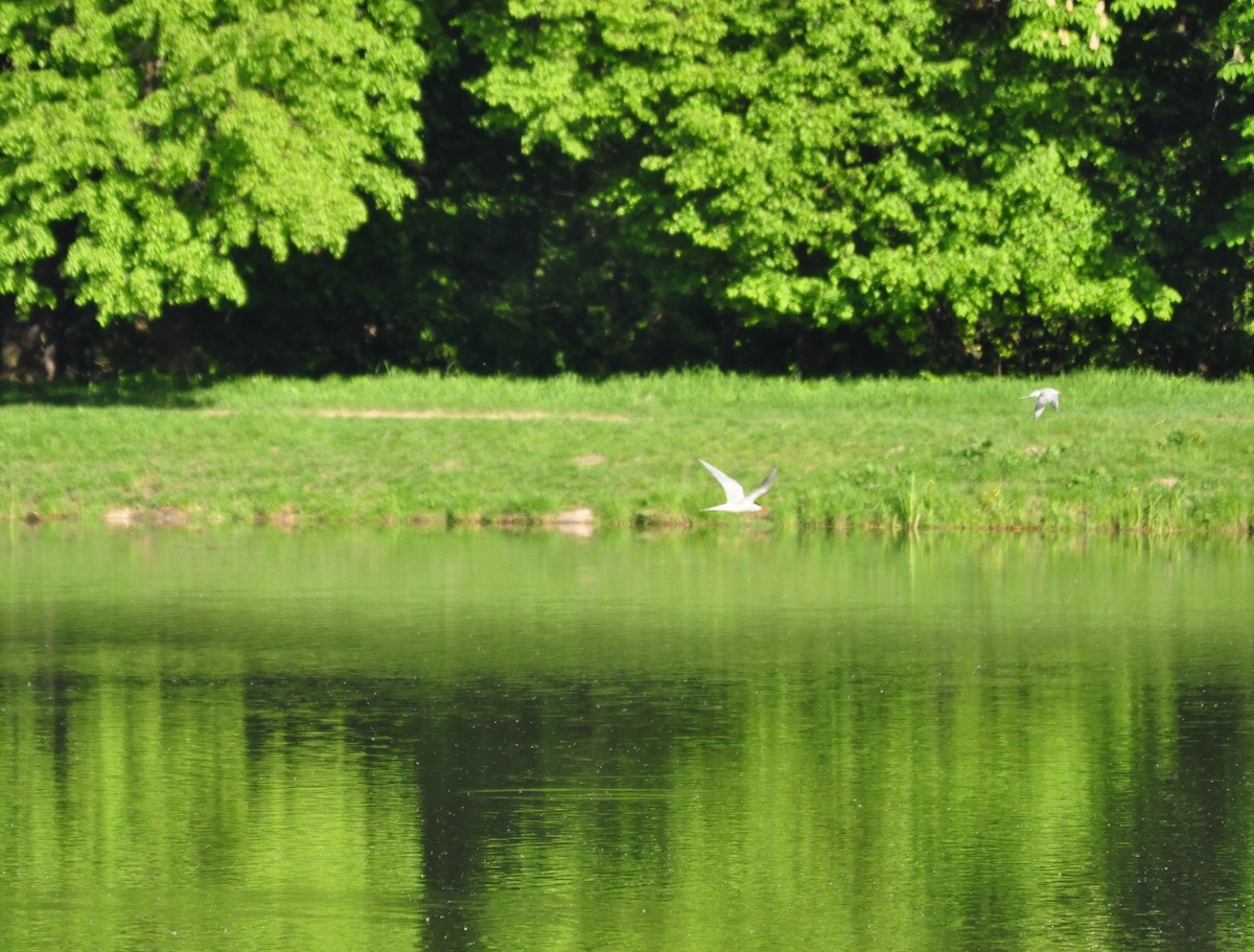 Common Tern - Nataliia Skubrii