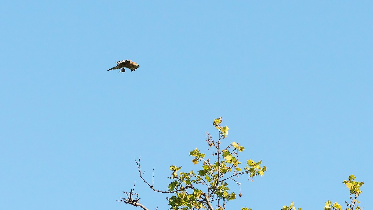 Red-shouldered Hawk - Todd Kiraly