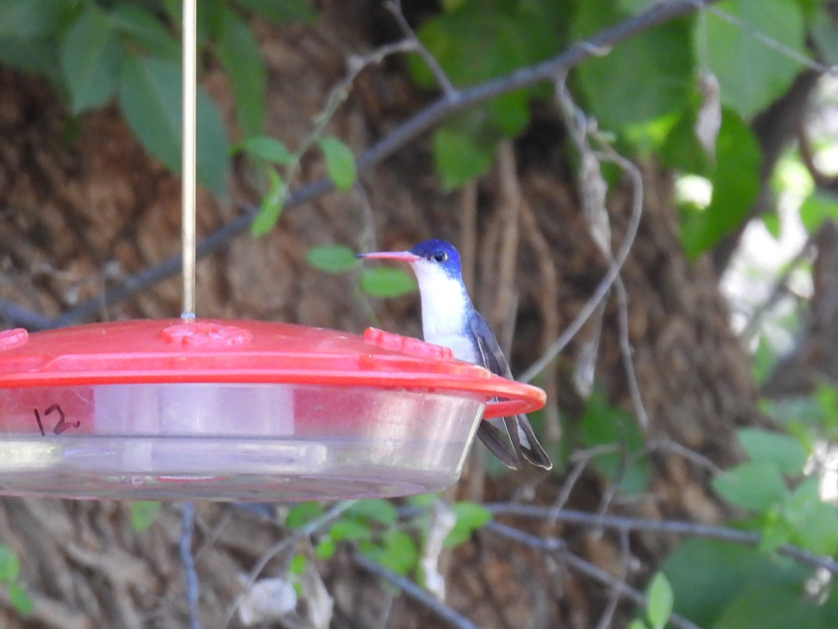 Violet-crowned Hummingbird - Joan K