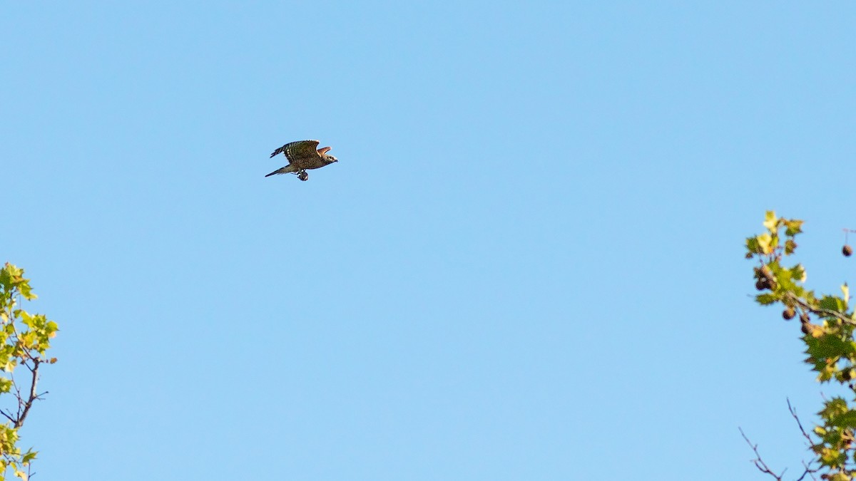 Red-shouldered Hawk - Todd Kiraly