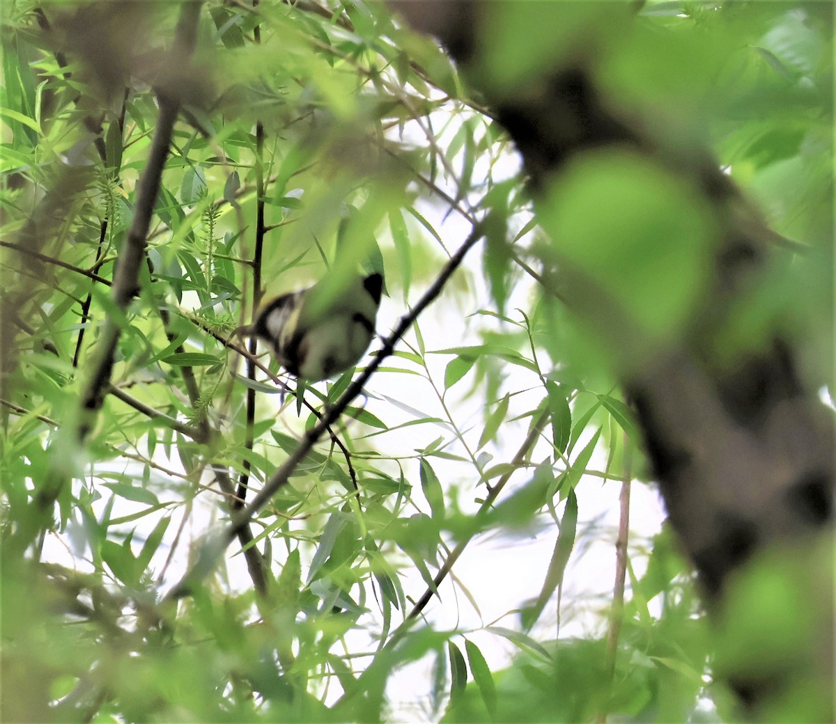 Chestnut-sided Warbler - Stacia Novy