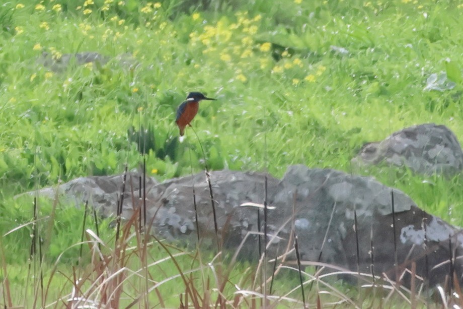 Common Kingfisher - Alexandre Hespanhol Leitão