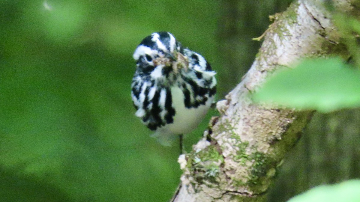 Black-and-white Warbler - Susan Talburt