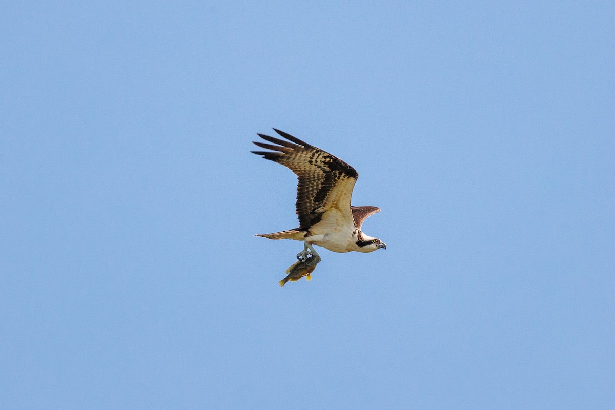 Águila Pescadora - ML618282873