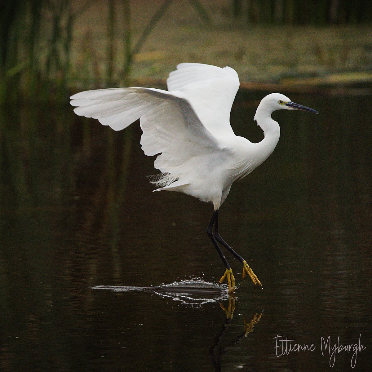 Little Egret - Ettienne Myburgh