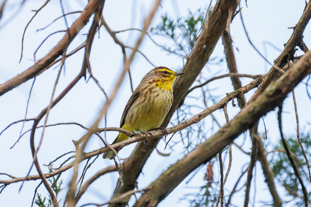 Palm Warbler - ML618282894