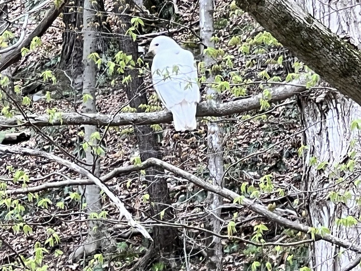 Broad-winged Hawk - ML618282899