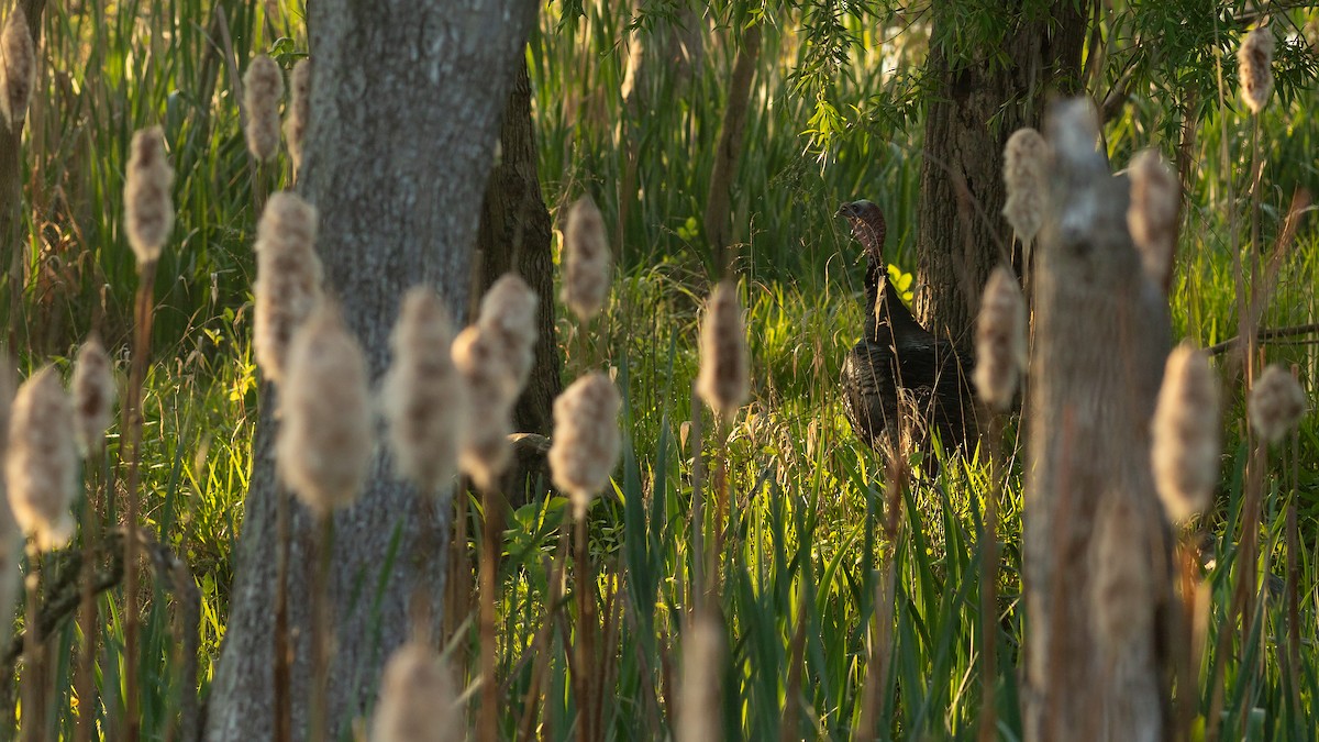 Wild Turkey - Todd Kiraly