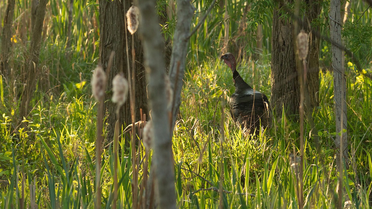 Wild Turkey - Todd Kiraly