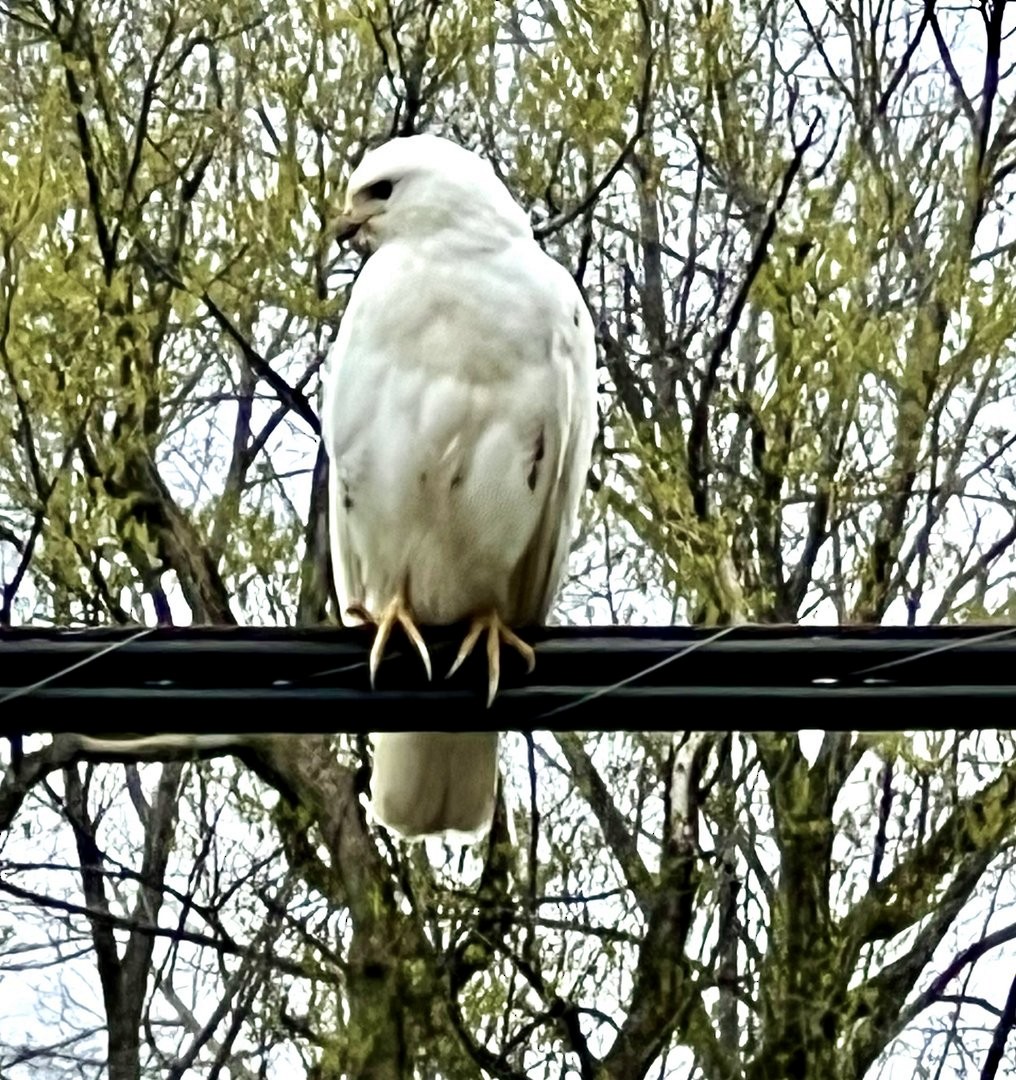 Broad-winged Hawk - ML618282918