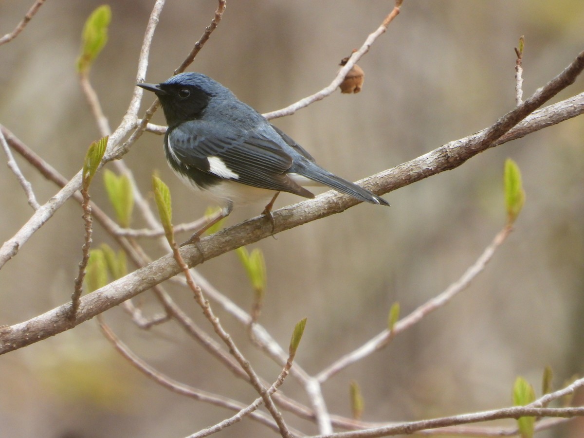 Black-throated Blue Warbler - ML618282937