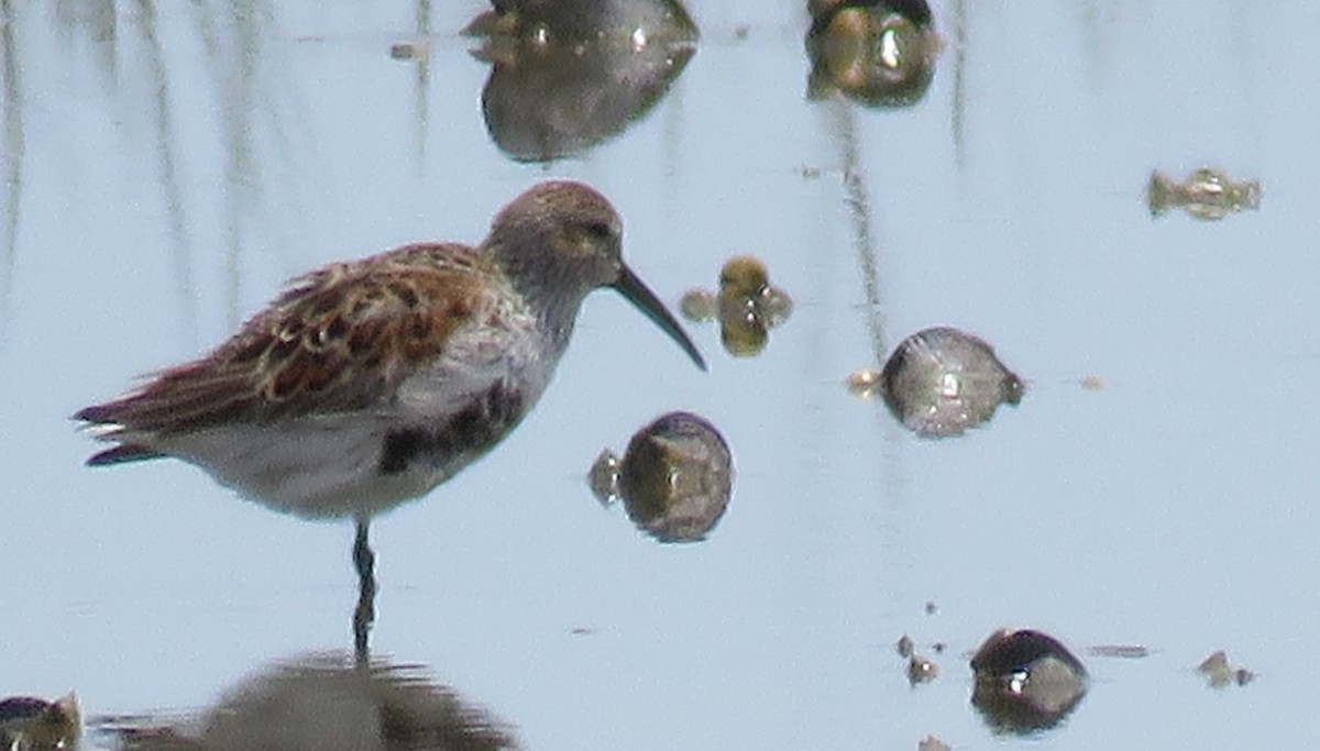 Dunlin - ML618282948