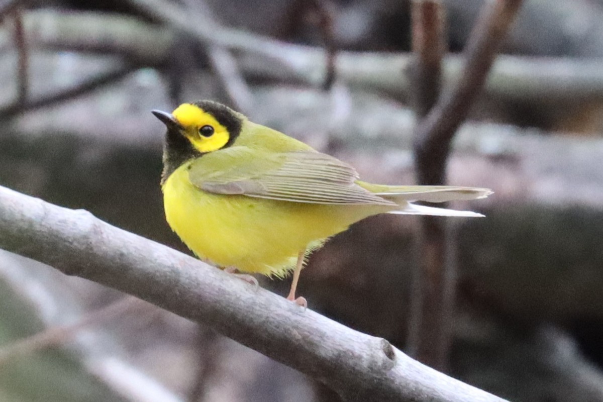 Hooded Warbler - Subodh Ghonge