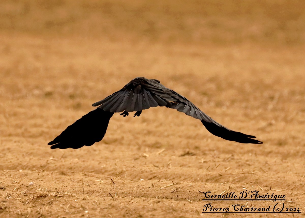 American Crow - pierre chartrand