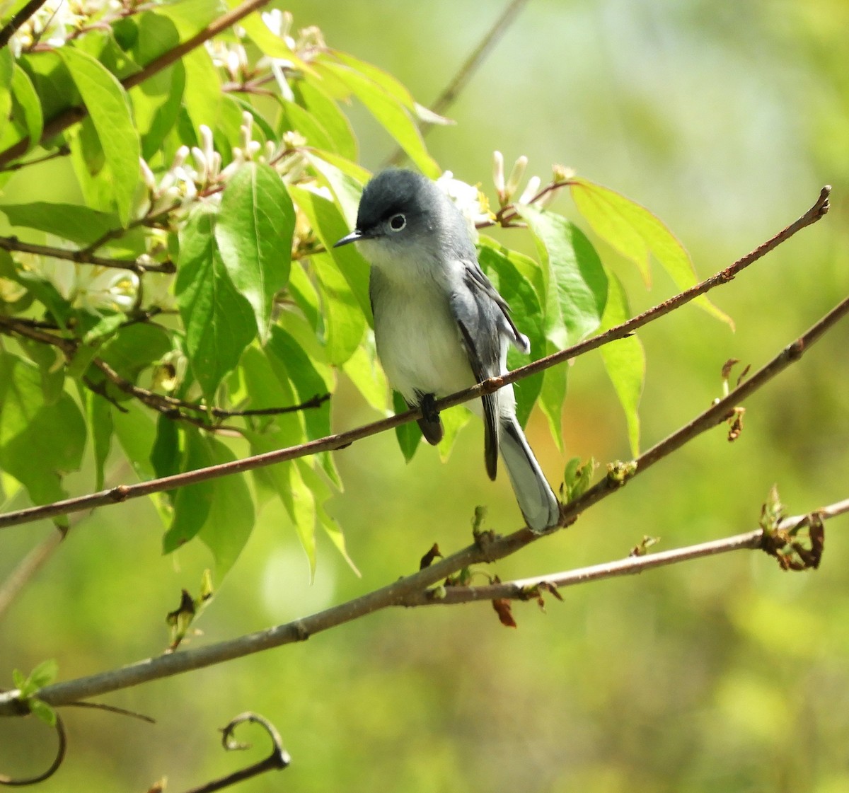 Blue-gray Gnatcatcher - Becky Kitto