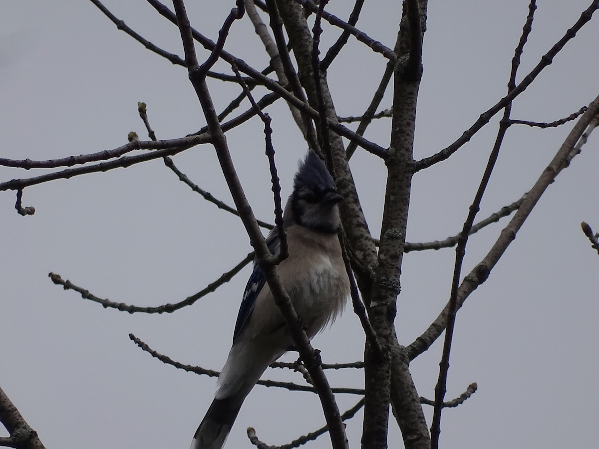 Blue Jay - Jim Walton