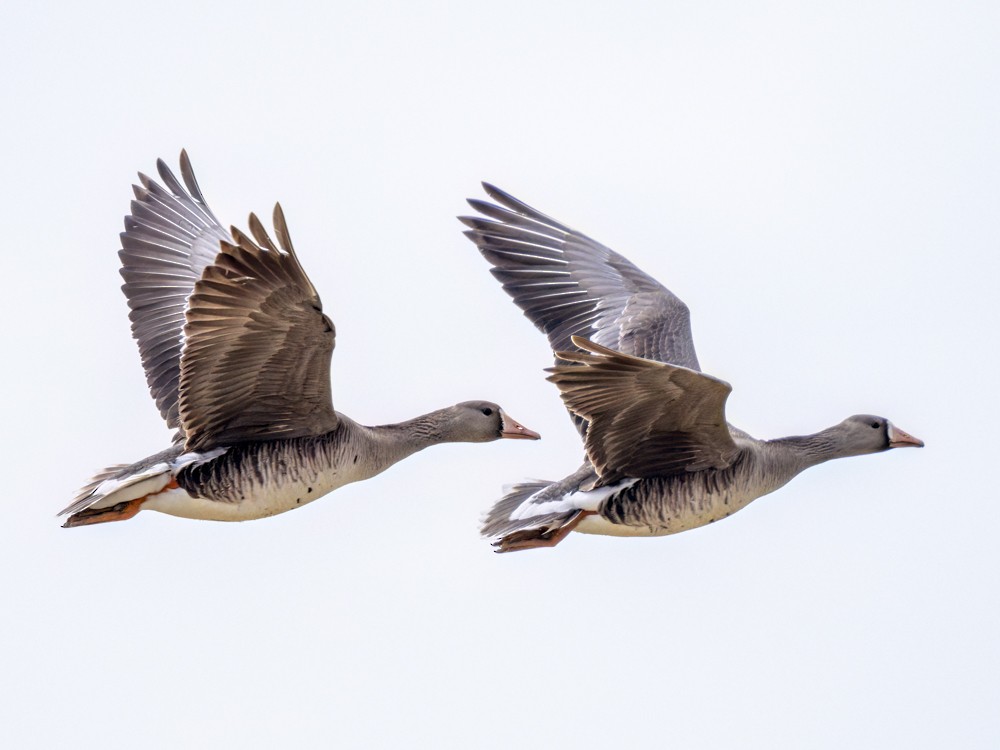 Greater White-fronted Goose - Eleanor H Sarren