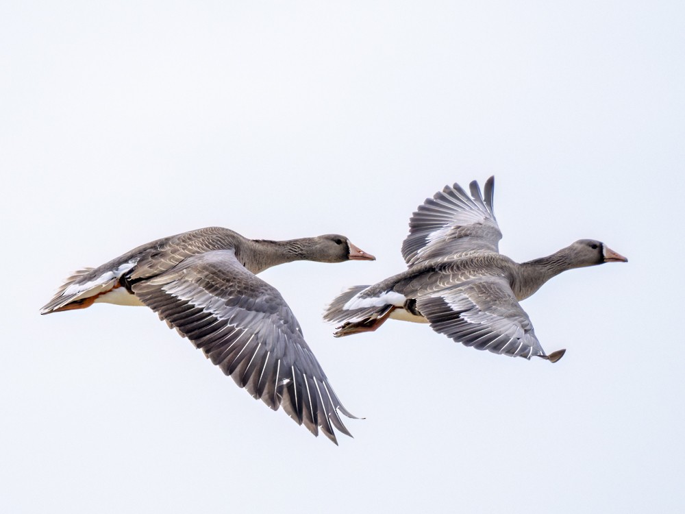 Greater White-fronted Goose - Eleanor H Sarren