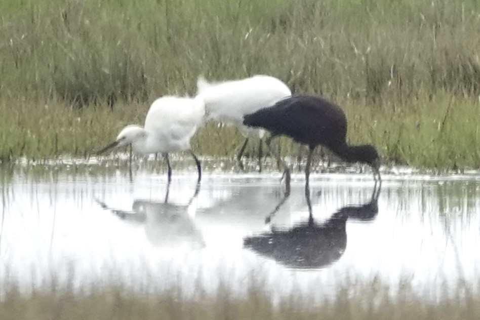 Snowy Egret - Dick Plambeck