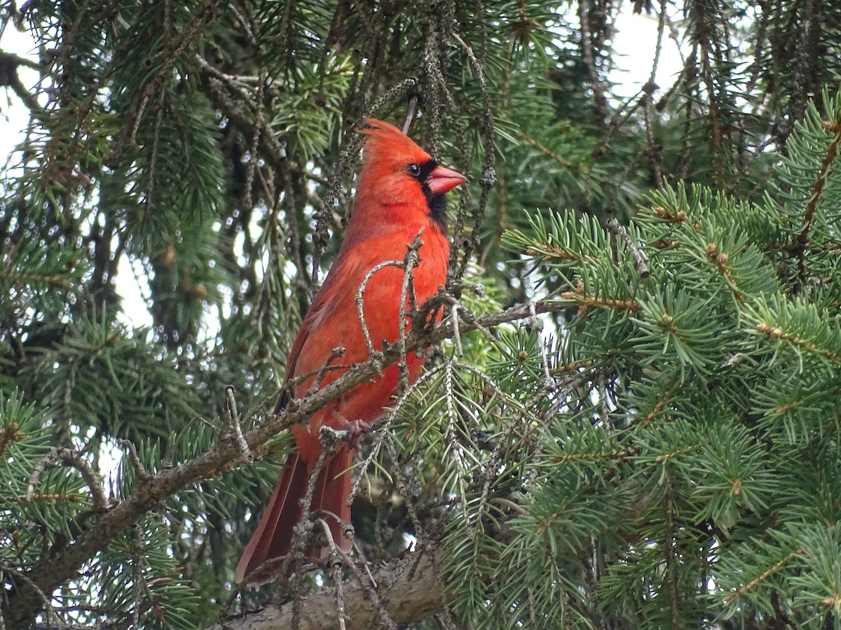 Northern Cardinal - Jim Walton