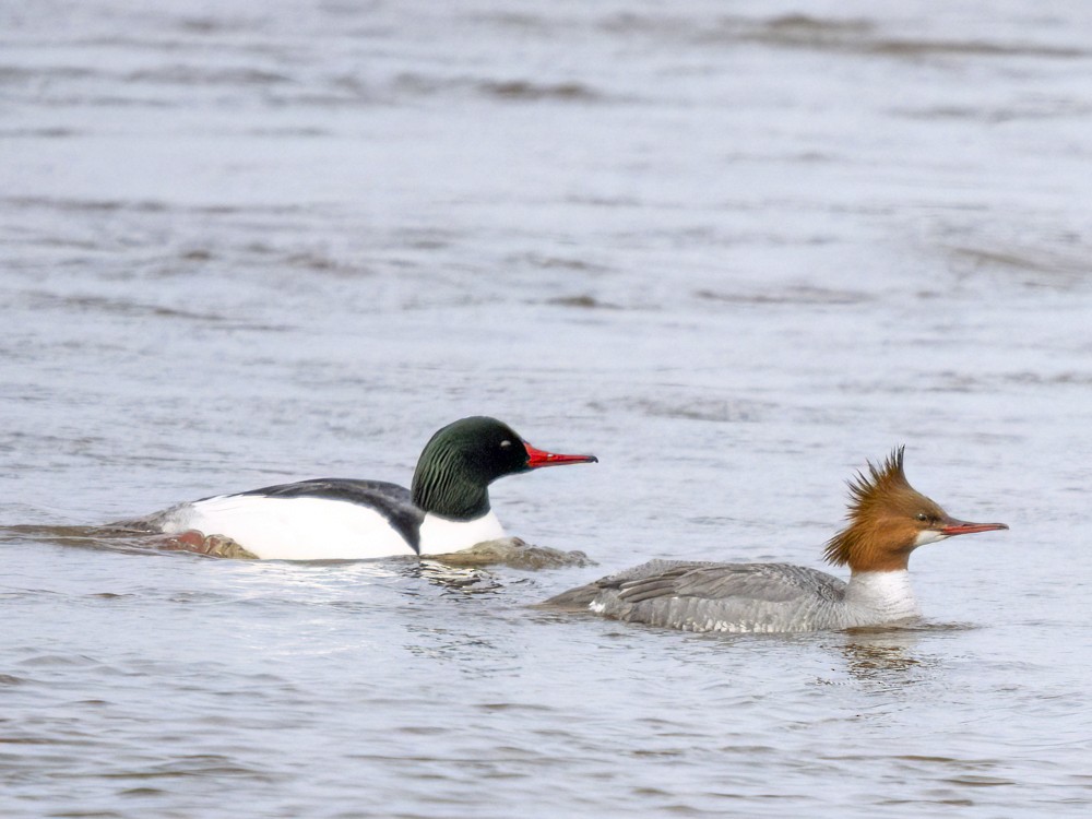 Common Merganser - Eleanor H Sarren