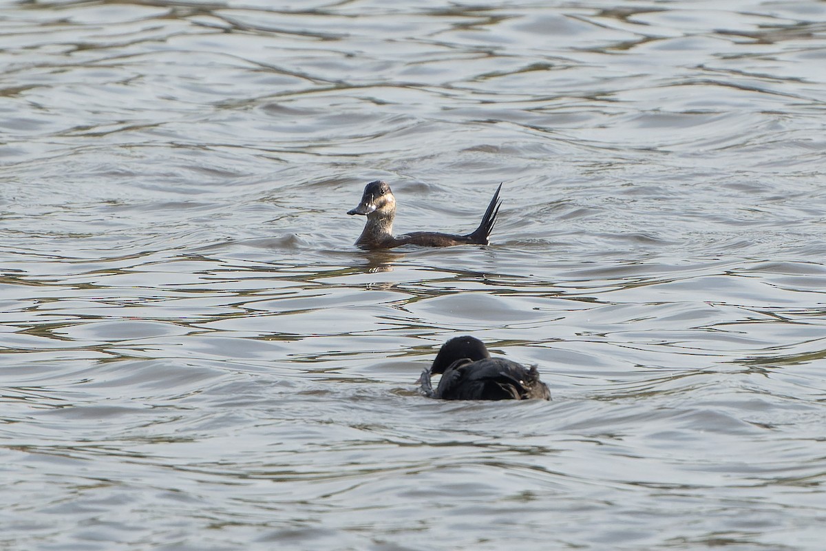 Ruddy Duck - Carsten Stiller