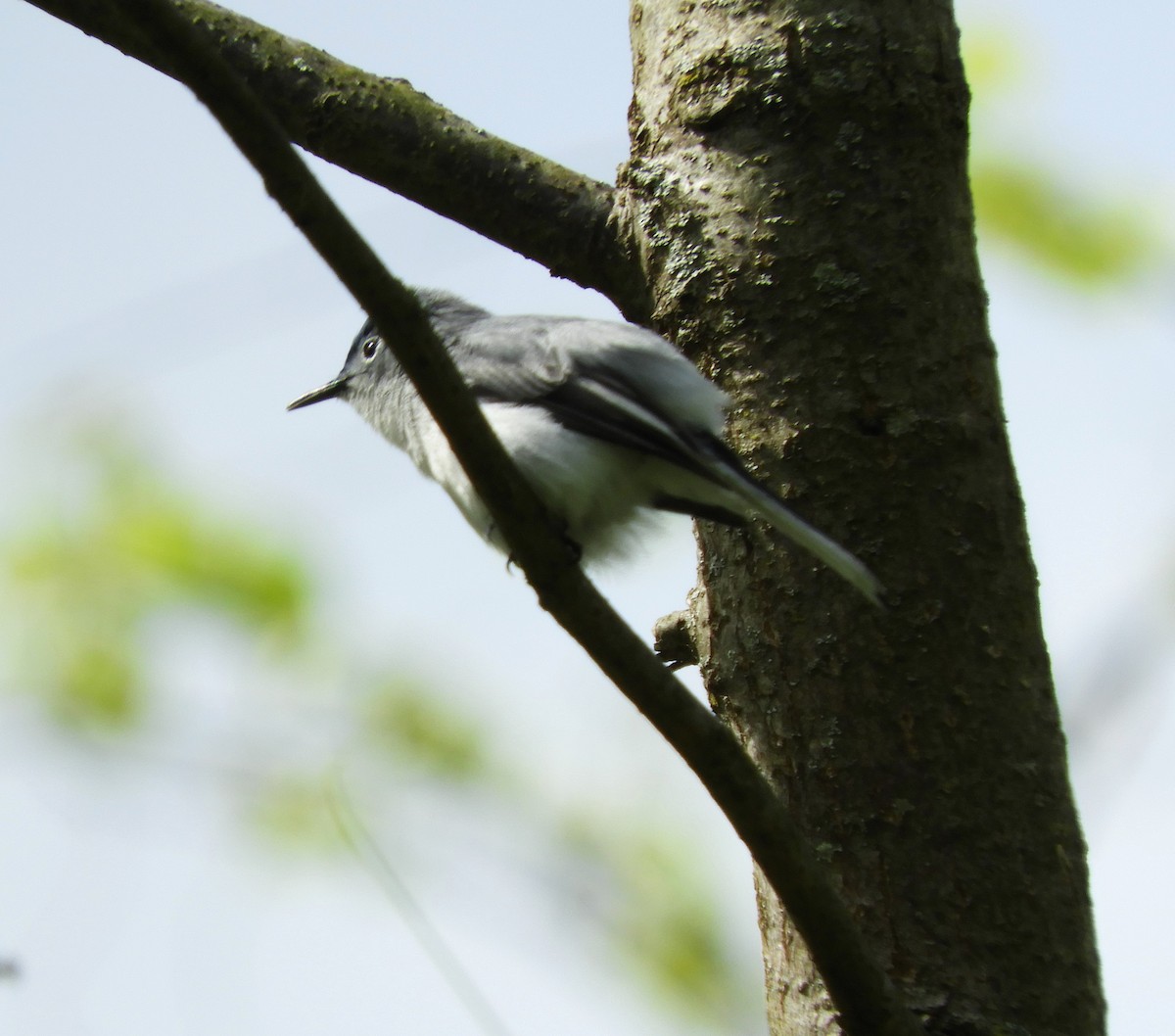 Blue-gray Gnatcatcher - Becky Kitto