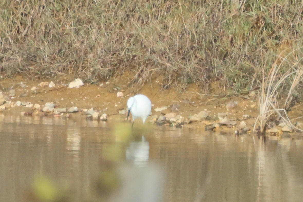 Little Egret - ML618283088