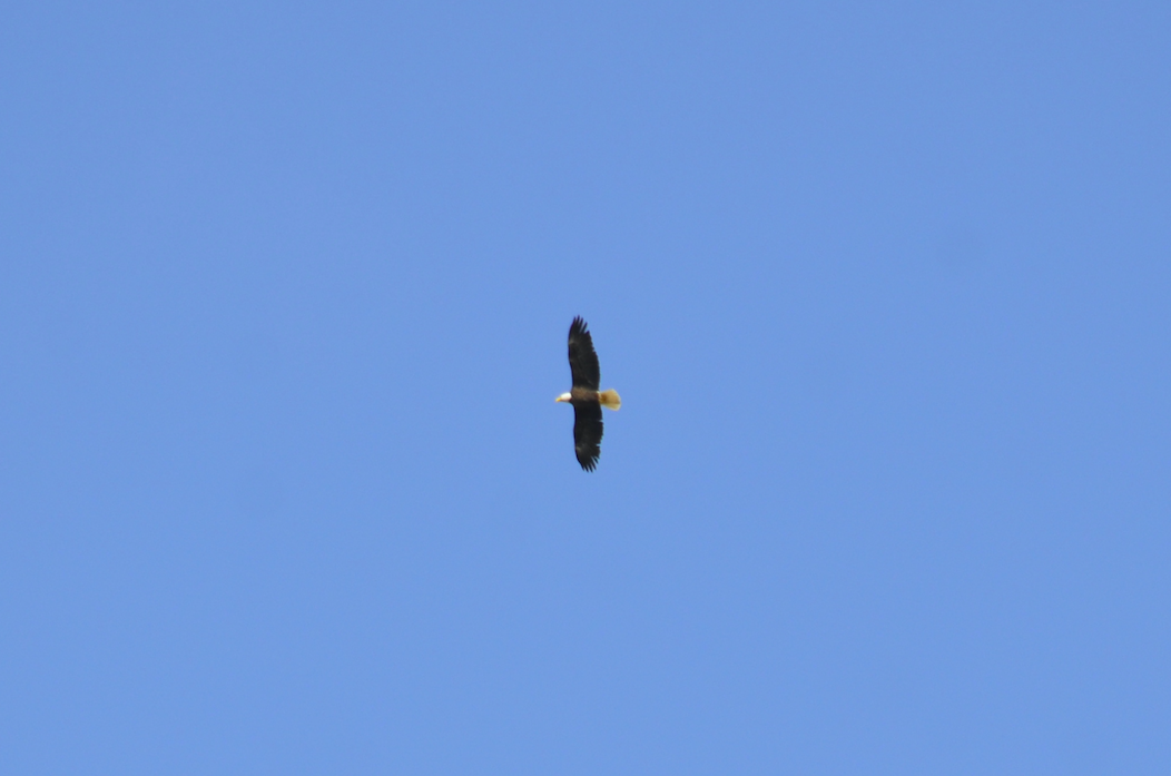 Bald Eagle - ML618283100