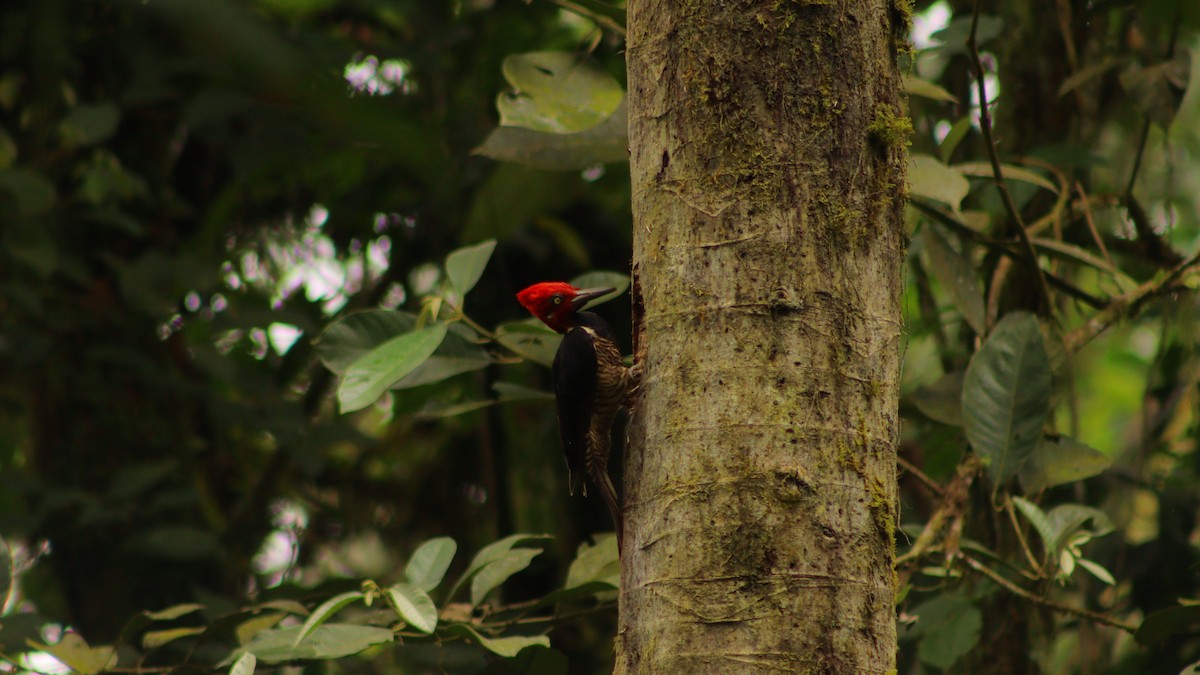Guayaquil Woodpecker - Daisy Utitiaj Nunink