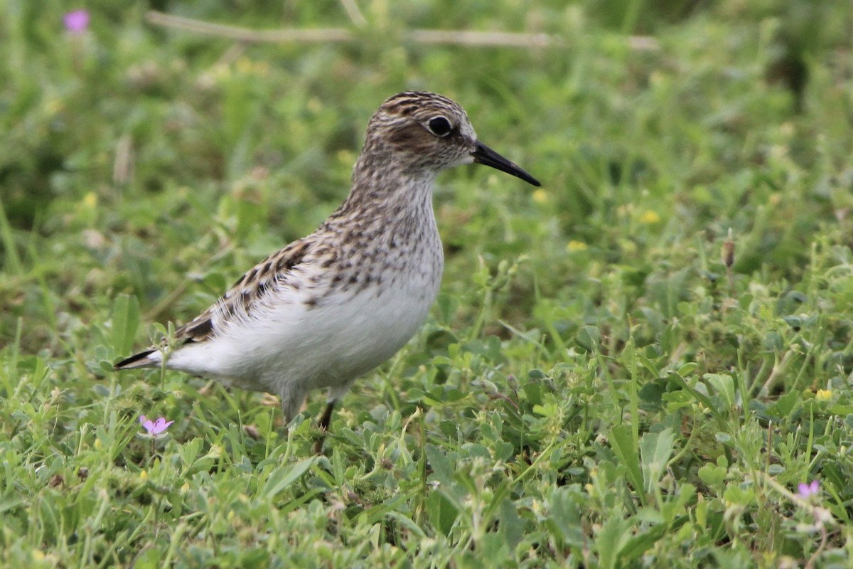 Least Sandpiper - Dallas Harrell