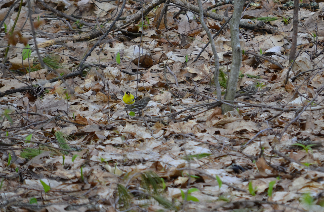 Pine Siskin - Camden Martin